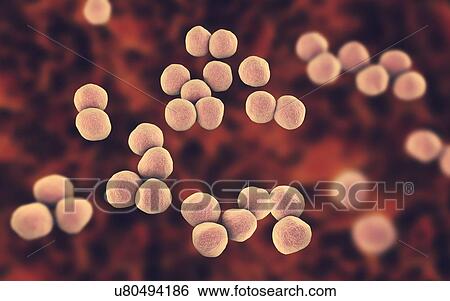 Stock Photograph - Veillonella bacteria, computer illustration. Veillonella are Gram-negative anaerobic cocci, part of intestine and oral microflora and the causative agents of different inflammations.. Fotosearch
