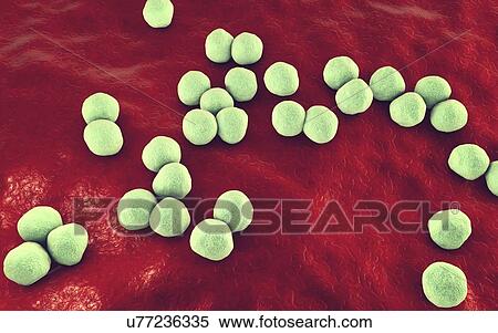 Veillonella bacteria, computer illustration. Veillonella are Gram-negative anaerobic cocci, part of intestine and oral microflora and the causative agents of different inflammations. View Large Photo Image Stock Photography - Veillonella bacteria, computer illustration. Veillonella are Gram-negative anaerobic cocci, part of intestine and oral microflora and the causative agents of different inflammations.. Fotosearch