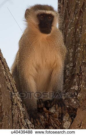 Stock Photo - Vervet monkey, Cercopithicus aethiops, Tarangire National Park, Tanzania. Fotosearch