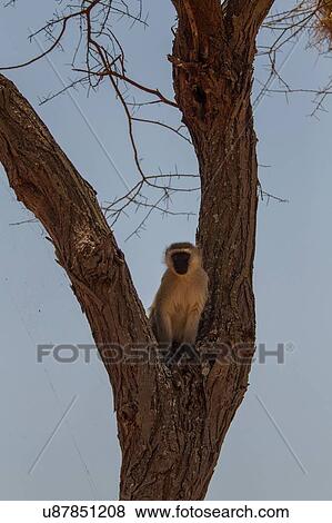Stock Photo - Vervet monkey, Cercopithicus aethiops, Tarangire National Park, Tanzania. Fotosearch