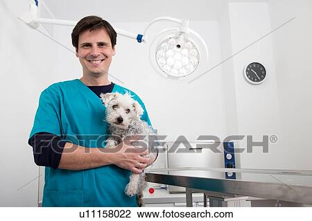 Stock Image - Vet carrying terrier poodle mixed breed dog. Fotosearch