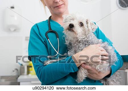 Stock Image - Vet carrying terrier poodle mixed breed dog. Fotosearch