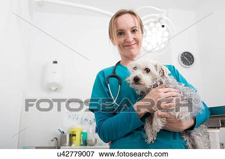 Vet carrying terrier poodle mixed breed dog View Large Photo Image Stock Photo - Vet carrying terrier poodle mixed breed dog. Fotosearch