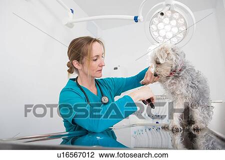 Stock Image - Vet clipping nails of terrier poodle mixed breed dog. Fotosearch