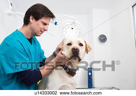 Stock Image - Vet giving labrador retriever ear checkup. Fotosearch