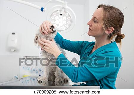 Stock Photography - Vet giving terrier poodle mixed breed dog dental checkup. Fotosearch