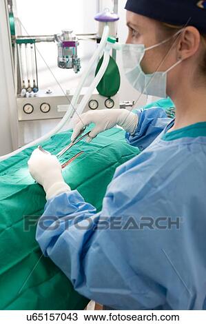Vet performing operation in surgery View Large Photo Image Stock Image - Vet performing operation in surgery. Fotosearch