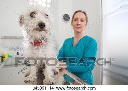 Picture - Vet with terrier poodle mixed breed dog on table. Fotosearch