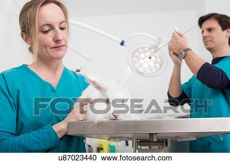 Stock Image - Vets giving angora rabbit dental checkup. Fotosearch