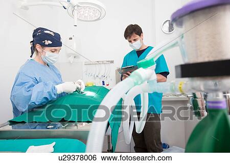 Stock Photograph - Vets performing operation in surgery. Fotosearch