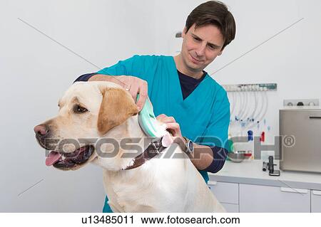 Stock Image - Vets using scanner on labrador retriever to read microchip. Fotosearch