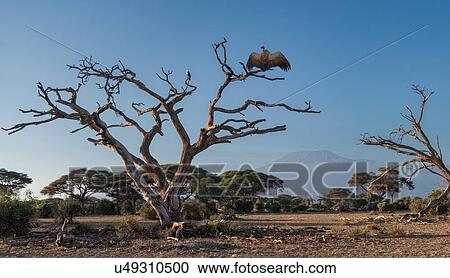 Stock Image - Vulture on a tree in Amboseli National Park, Amboseli, Rift Valley, Kenya. Fotosearch