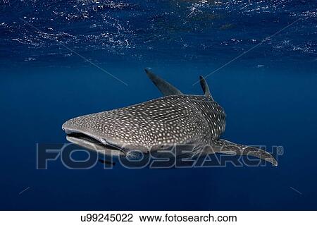 Stock Image - Whale shark in the waters of Tonga. Fotosearch