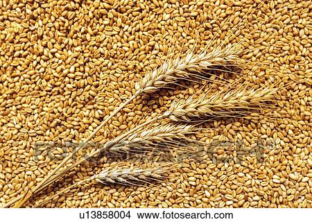 Picture - Wheat ears and grains after harvest.. Fotosearch