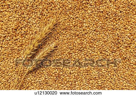 Wheat ears and grains after harvest. View Large Photo Image Stock Image - Wheat ears and grains after harvest.. Fotosearch