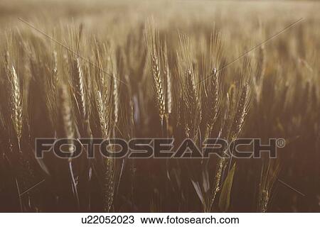 Stock Image - Wheat field.. Fotosearch