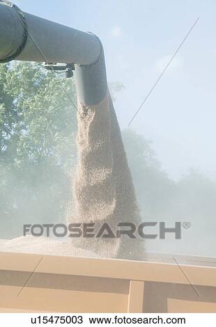 Wheat grain pouring from combine harvester, close-up View Large Photo Image Stock Image - Wheat grain pouring from combine harvester, close-up. Fotosearch