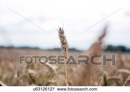 Wheat growing in field, close-up View Large Photo Image Stock Photo - Wheat growing in field, close-up. Fotosearch