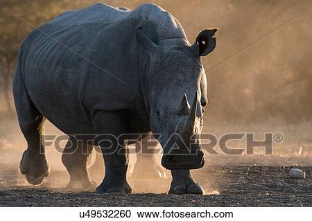 White rhinoceros (Ceratotherium simum) in dust, Kalahari, Botswana View Large Photo Image Stock Image - White rhinoceros (Ceratotherium simum) in dust, Kalahari, Botswana. Fotosearch