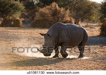 Stock Image - White rhinoceros (Ceratotherium simum) pawing dust, Kalahari, Botswana. Fotosearch