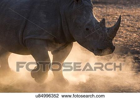 White rhinoceros (Ceratotherium simum) pawing dust, cropped, Kalahari, Botswana View Large Photo Image Stock Image - White rhinoceros (Ceratotherium simum) pawing dust, cropped, Kalahari, Botswana. Fotosearch