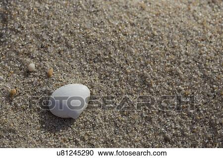 White shell on sandy beach View Large Photo Image Stock Image - White shell on sandy beach. Fotosearch