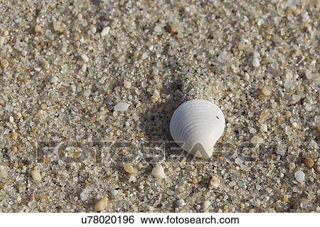 Stock Photograph - White shell on sandy beach. Fotosearch