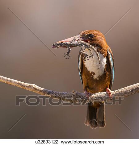 White-throated kingfisher (Halcyon smyrnensis) with a gecko in its beak, Negev, Israel. View Large Photo Image Stock Image - White-throated kingfisher (Halcyon smyrnensis) with a gecko in its beak, Negev, Israel.. Fotosearch