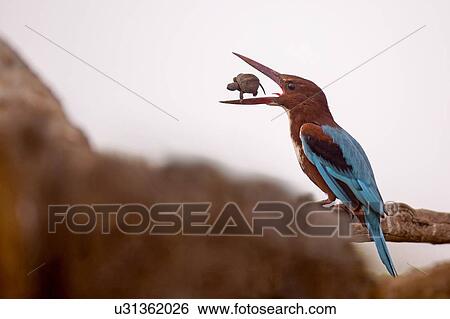 Stock Photograph - White-throated kingfisher (Halcyon smyrnensis) with a tortoise in its beak, Negev, Israel.. Fotosearch