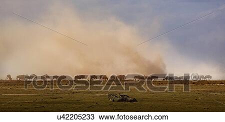 Stock Image - Wildebeest, Amboseli National Park, Amboseli, Rift Valley, Kenya. Fotosearch