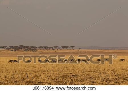 Picture - Wildebeest, Connochaetes taurinus, Zebra, Equus burchelli, Tarangire National Park, Tanzania. Fotosearch