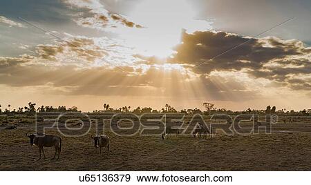 Stock Photo - Wildebeests in Amboseli National Park, Amboseli, Rift Valley, Kenya. Fotosearch