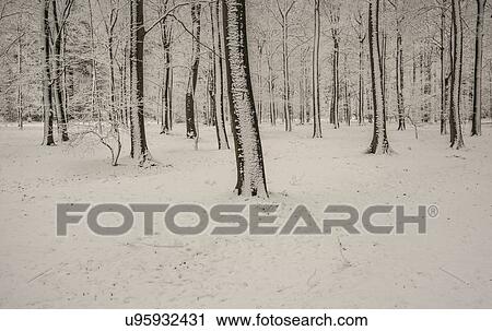 Stock Image - Winter scene in woods, Breda, Noord-Brabant, Netherlands. Fotosearch