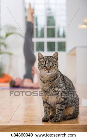 Woman at home, doing yoga, in yoga position, focus on pet cat in foreground View Large Photo Image Stock Photo - Woman at home, doing yoga, in yoga position, focus on pet cat in foreground. Fotosearch