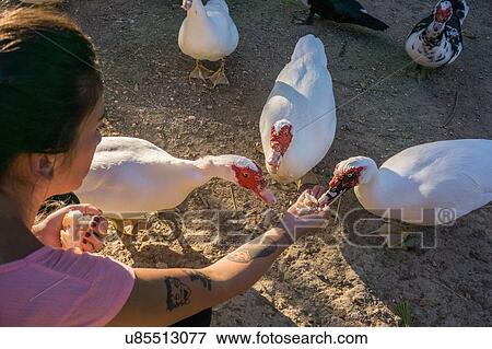 Woman hand feeding ducks View Large Photo Image Stock Photo - Woman hand feeding ducks. Fotosearch