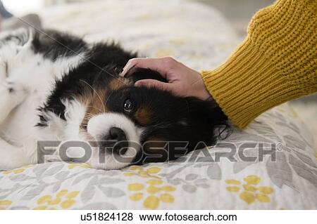 Woman stroking dog View Large Photo Image Stock Photo - Woman stroking dog. Fotosearch
