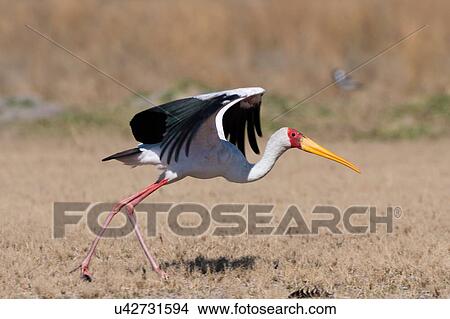 Yellow-billed Stork (Mycteria ibis), with spread wings, Moremi Game Reserve, Okavango Delta, Botswana View Large Photo Image Picture - Yellow-billed Stork (Mycteria ibis), with spread wings, Moremi Game Reserve, Okavango Delta, Botswana. Fotosearch
