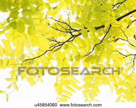 Yellow leaves against sky View Large Photo Image Stock Image - Yellow leaves against sky. Fotosearch