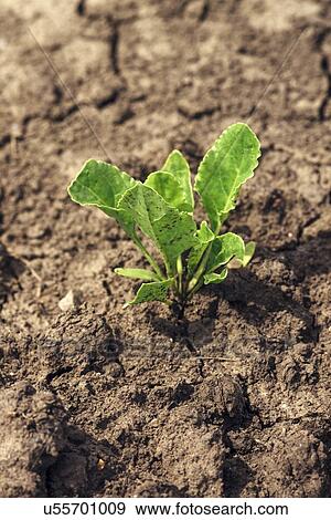 Stock Photo - Young sugar beet plant in field.. Fotosearch