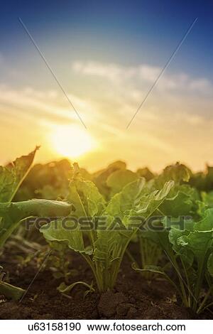 Stock Image - Young sugar beet plants growing in field.. Fotosearch
