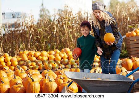 Young woman and son selecting pumpkins for wheelbarrow at pumpkin patch View Large Photo Image Picture - Young woman and son selecting pumpkins for wheelbarrow at pumpkin patch. Fotosearch