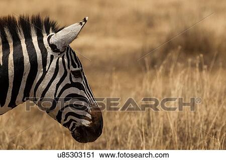Zebra, Equus burchelli, Serengeti National Park, Tanzania View Large Photo Image Stock Image - Zebra, Equus burchelli, Serengeti National Park, Tanzania. Fotosearch