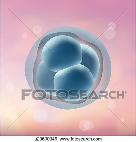 4-cell stage embryo, illustration. View Large Photo Image Stock Photograph - 4-cell stage embryo, illustration.. Fotosearch