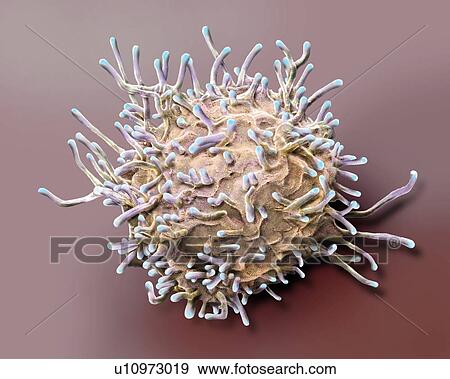 Activated T lymphocyte. Coloured scanning electron micrograph (SEM) of an activated T lymphocyte from a human blood sample. T lymphocytes, or T cells, are a type of white blood cell and components of the body's immune system. They mature in the... View Large Photo Image Stock Photo - Activated T lymphocyte. Coloured scanning electron micrograph (SEM) of an activated T lymphocyte from a human blood sample. T lymphocytes, or T cells, are a type of white blood cell and components of the body's immune system. They mature in the.... Fotosearch