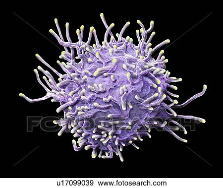 Activated T lymphocyte. Coloured scanning electron micrograph (SEM) of an activated T lymphocyte from a human blood sample. T lymphocytes, or T cells, are a type of white blood cell and components of the body's immune system. They mature in the... View Large Photo Image Stock Photo - Activated T lymphocyte. Coloured scanning electron micrograph (SEM) of an activated T lymphocyte from a human blood sample. T lymphocytes, or T cells, are a type of white blood cell and components of the body's immune system. They mature in the.... Fotosearch