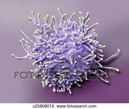 Stock Photography - Activated T lymphocyte. Coloured scanning electron micrograph (SEM) of an activated T lymphocyte from a human blood sample. T lymphocytes, or T cells, are a type of white blood cell and components of the body's immune system. They mature in the.... Fotosearch