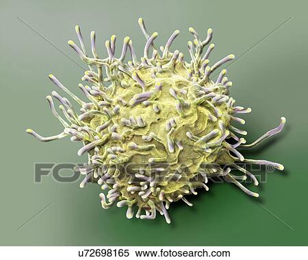 Stock Photography - Activated T lymphocyte. Coloured scanning electron micrograph (SEM) of an activated T lymphocyte from a human blood sample. T lymphocytes, or T cells, are a type of white blood cell and components of the body's immune system. They mature in the.... Fotosearch