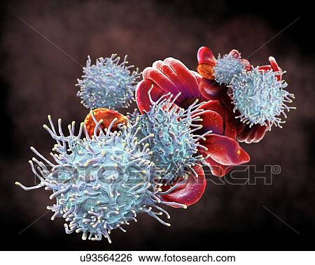 Stock Photograph - Activated T lymphocytes and red blood cells (RBCs). Coloured scanning electron micrograph (SEM) of activated T lymphocytes and RBCs from a human blood sample. T lymphocytes, or T cells, are a type of white blood cell and components of the body's.... Fotosearch