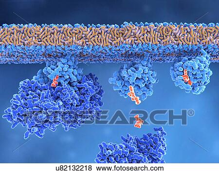 Activation of ras protein, illustration. An inactive ras protein (light blue, upper left) has a GEF (guanine nucleotide exchange factor, dark blue) protein bound to it. GEF stimulates the release of GDP (guanine diphosphate, orange) from ras's binding... View Large Photo Image Stock Photo - Activation of ras protein, illustration. An inactive ras protein (light blue, upper left) has a GEF (guanine nucleotide exchange factor, dark blue) protein bound to it. GEF stimulates the release of GDP (guanine diphosphate, orange) from ras's binding.... Fotosearch