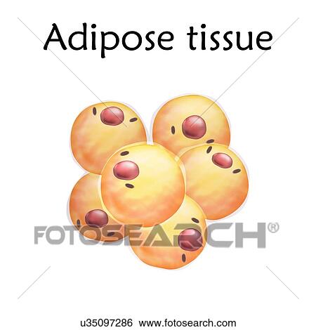 Stock Photograph - Adipose (fat) tissue, illustration.. Fotosearch